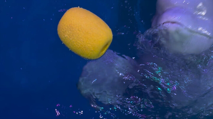 Xiaohēi is smart, isn't he?