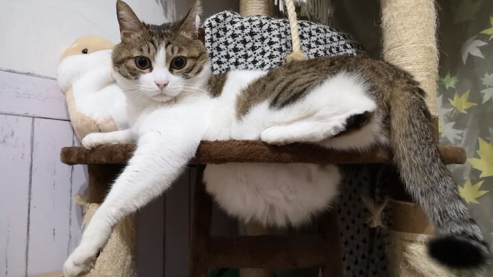 เซียน! ท้องคุณหลุดออกมาแล้ว!