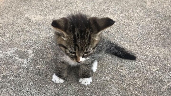 Anak kucing mungil hari ini akan berpisah dari ibunya untuk bertemu dengan pemilik barunya. Semoga s