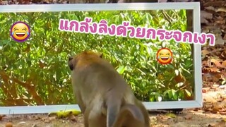 แกล้งลิงด้วยกระจกเงาโคตรฮา😂😂2021 EP36 Tancyber