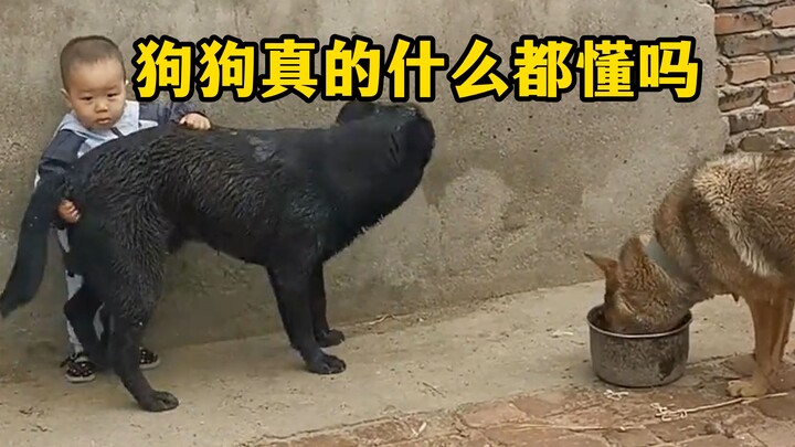 الكلاب ببساطة لا تجيد الكلام.