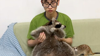 Raccoon's Weight Loss 2