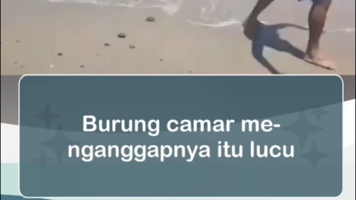 burung camar pun tertawa