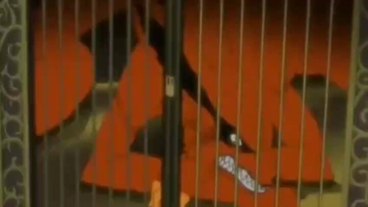 kurama terperangkap