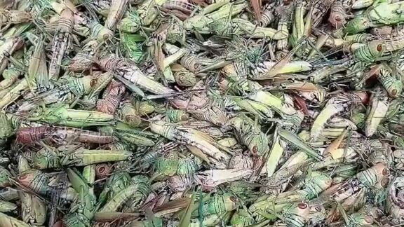 Grasshopper food, fried