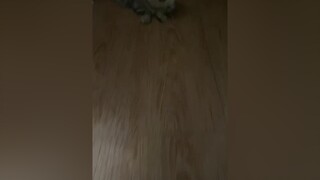Đang kiếm con Sen.meocute cat dongxoiml tiktokmasters3