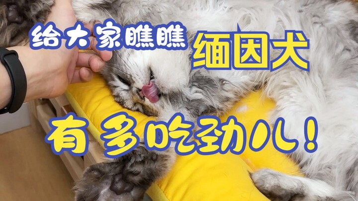 มาดูกันว่าหมาเมนคูนกินเก่งแค่ไหน~