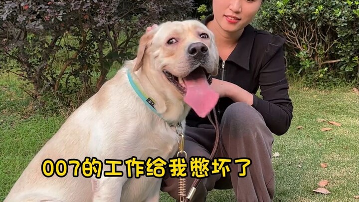 Hari ini datang ke rumah untuk mengajak jalan-jalan seekor “anjing terapi emosional”; ternyata, sela