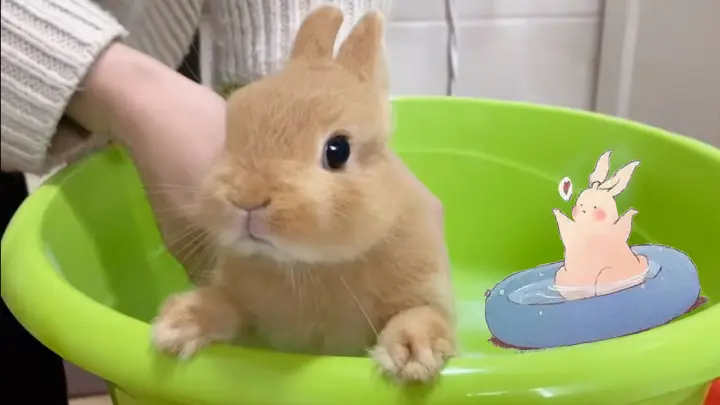 Baby Bunny's First Bath