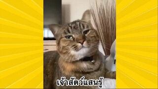 สัตว์เลี้ยงเพื่อนขนปุย : เจ้าสัตว์แสนรู้