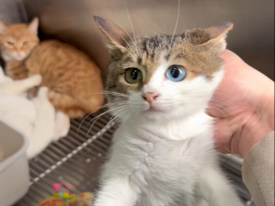 การประชุมผู้ถือหุ้นและรายงานสรุปประจำปีของวิทยาลัยแมวเต๋อ 2025