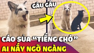 Giật mình CHÚ CÁO chạy nhầm hệ điều hành 'SỦA GÂU GÂU' khiến ai nấy ngỡ ngàng 😅 | Gâu Đần