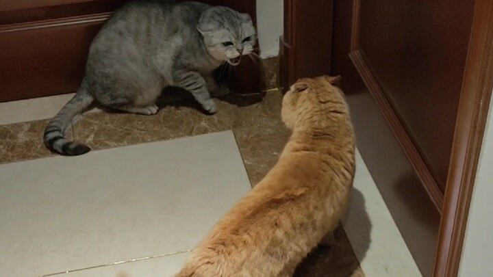 แมวน้อยเอ๋ย ข้าก็ยังหลงเชื่อคำล้อเล่นของเจ้าอยู่ดี