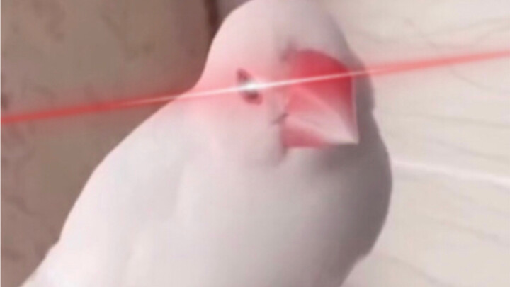 "Pick it up for me!!!