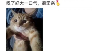 Mèo trong trường tin tưởng sinh viên đại học đến mức nào? 😸