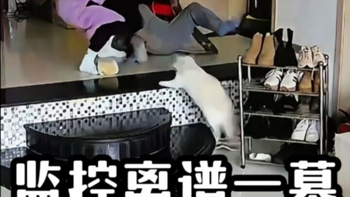 A Bizarre Scene Caught on Camera Is Mind-Blowing! #SceneOnCamera #Bizarre #Hilarious