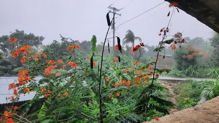 TARDE DE LLUVIA 🌧️💚 (La Merced del Potrero, Oaxaca)