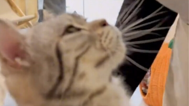 Holy crap, what a huge cat!