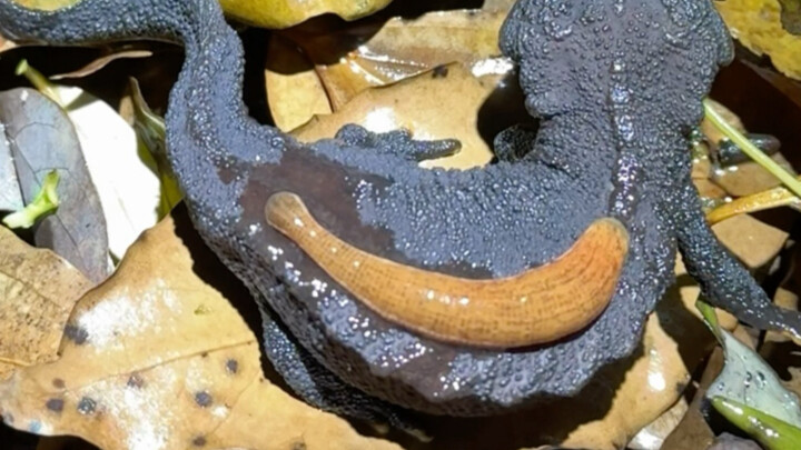 Membantu hewan yang dilindungi tingkat nasional menghilangkan parasit eksternal