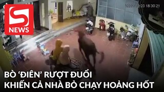 Màn rượt đuổi 'thót tim' của bò 'điên' khiến cả nhà bỏ chạy hoảng hốt