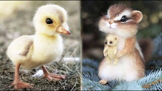 Cute baby animals Videos Compilation cute moment of the animals #17 Cutest Animals 2022