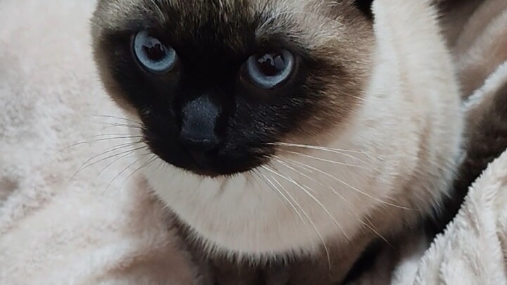 Boss, I’m the cutest Siamese cat in the world meow.