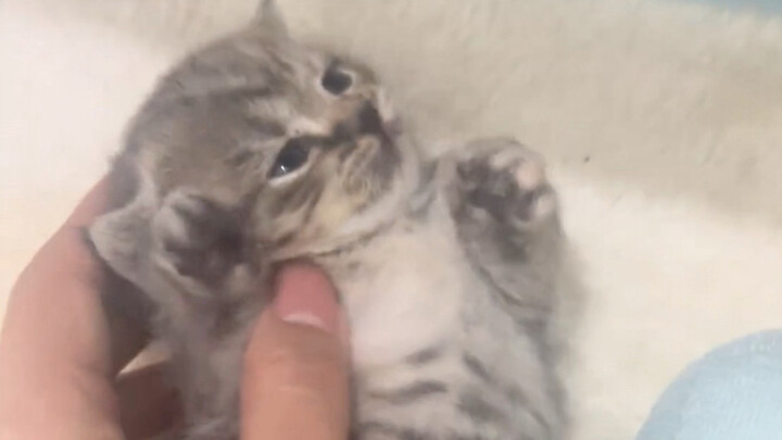 Tentang kucing kecil yang dibeli pulang terus menjilati tangan