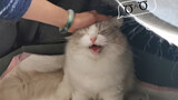 [Mèo] Mèo Ragdoll khi bảo vệ con… dữ dằn lắm nhé!