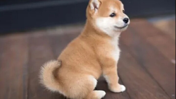 مَنْ يستطيع أن يرفض شِيماً لطيفاً كهذا؟