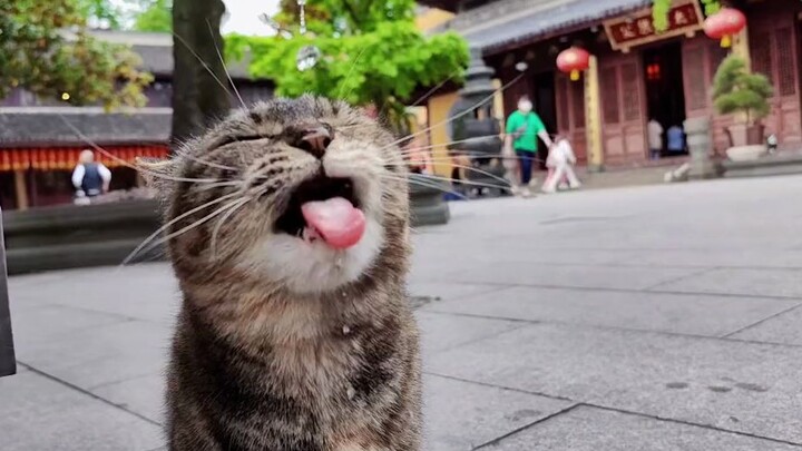 A cute kitten is drinking water.