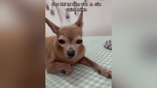 Tôi đau đớn, tôi gục ngã fyp trending xuhuong thucung thúcưng chó_cưng chó xuhuongtiktok pet dog dogsoftiktok doglove