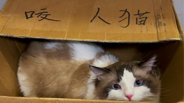 A Cat Café Mastering All 18 Martial Arts Styles