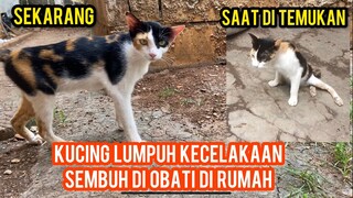 Subhan Allah Kucing Lumpuh Ini Telah Sembuh Di Obati Di Rumah..!