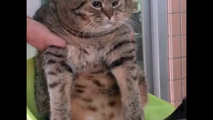 Look at Fei Di a year and a half ago—we were actually skinny back then [OK]