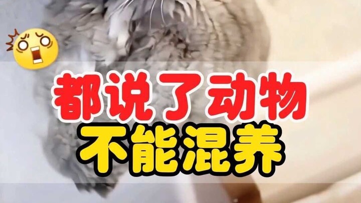 Đã nói rồi, động vật không được nuôi chung với nhau, giờ thì hay ho chưa?
