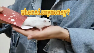 [Animals]A lovely hamster ran out of a Bilibili red envelope