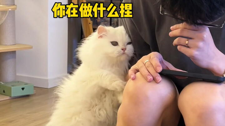 猫猫的一次主动将换来终生内向