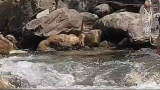 cast netting in Nepal | himalayan trout fishing with handmade cast net |