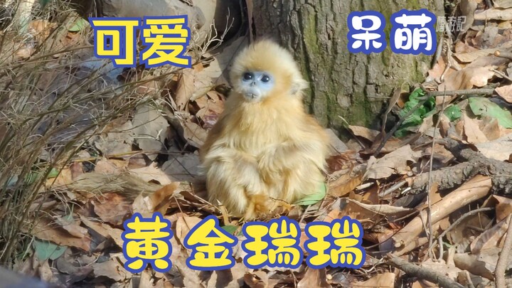 ลิงกังทองน่ารัก เร่ยเร่ยเพลิดเพลินกับการอาบแดด ติ้งต่อง โกลเด้น เร่ยเร่ยมาแล้ว แค่กระพริบตาเดียวก็น่