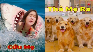 Thú Cưng TV | Trứng Vàng và Trứng Bạc #40 | Chó Golden Gâu Đần thông minh vui nhộn | Pets smart dog