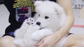 第一次洗澡的小萨摩耶(被水淋湿后瘦成了一半)