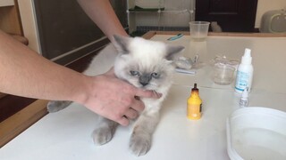 Hướng dẫn chữa nấm cho bé mèo Anh lông ngắn trưởng thành