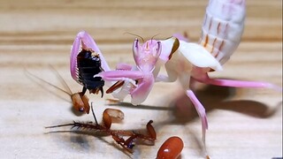 A pregnant cockroach feeds a mantis, and the cockroach lays an egg just before it dies.