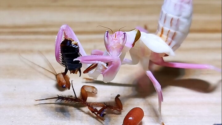 A pregnant cockroach feeds a mantis, and the cockroach lays an egg just before it dies.