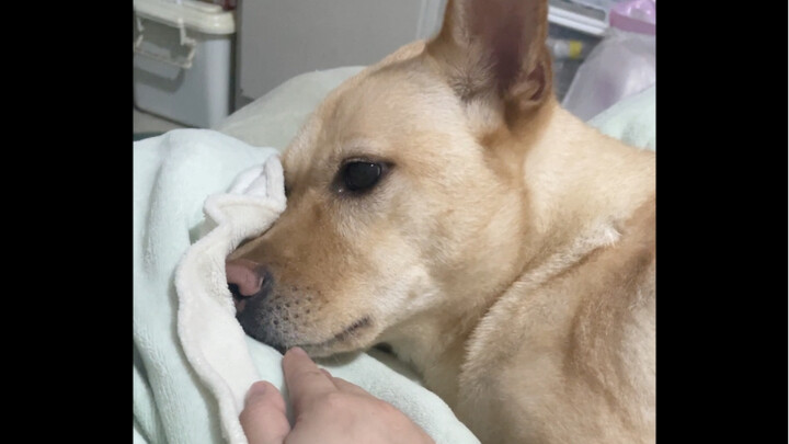 这个娇嗔的叫声，受不了了，快让麻麻亲一口！！！