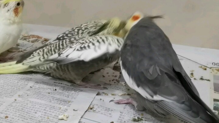 The giant parrot has already grown a good head taller than Dad, yet it still needs to be fed.