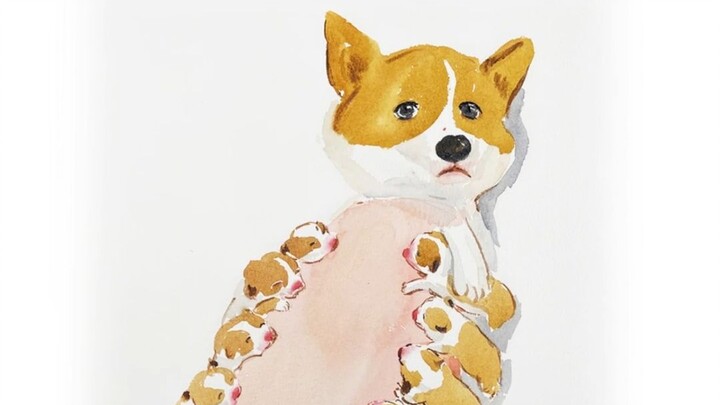 Immersive Corgi Puppy Nursing Session—Mom Dog Looks Totally Confused, Just Letting Her Baby Do Whate