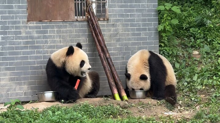 Măng non to, sữa bịch, cà rốt – toàn là món gấu con yêu thích! Cùng nhau ăn, cùng nhau chơi, cùng nh