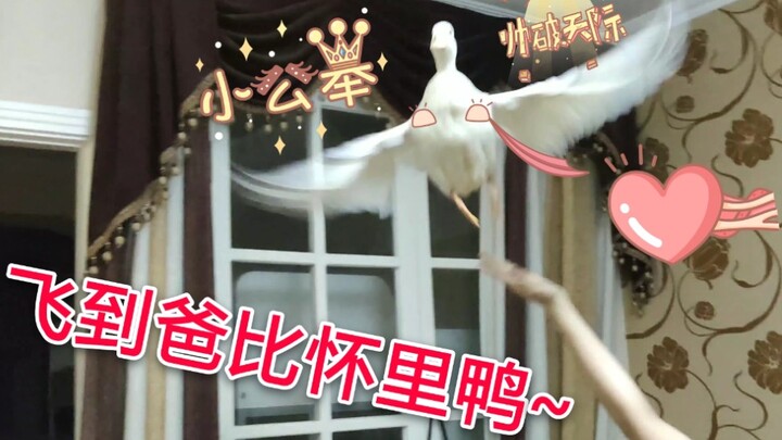 【Vịt Colley】Bố ơi! Đừng chạy mà! Để con bay vào lòng bố nha~