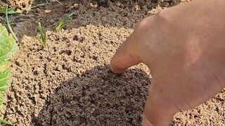 النمل في المدينة حقيقيٌّ جدًا. كدتُ أموتُ فورًا بعد أن لدغني. النمل في الريف لا يزال لطيفًا.